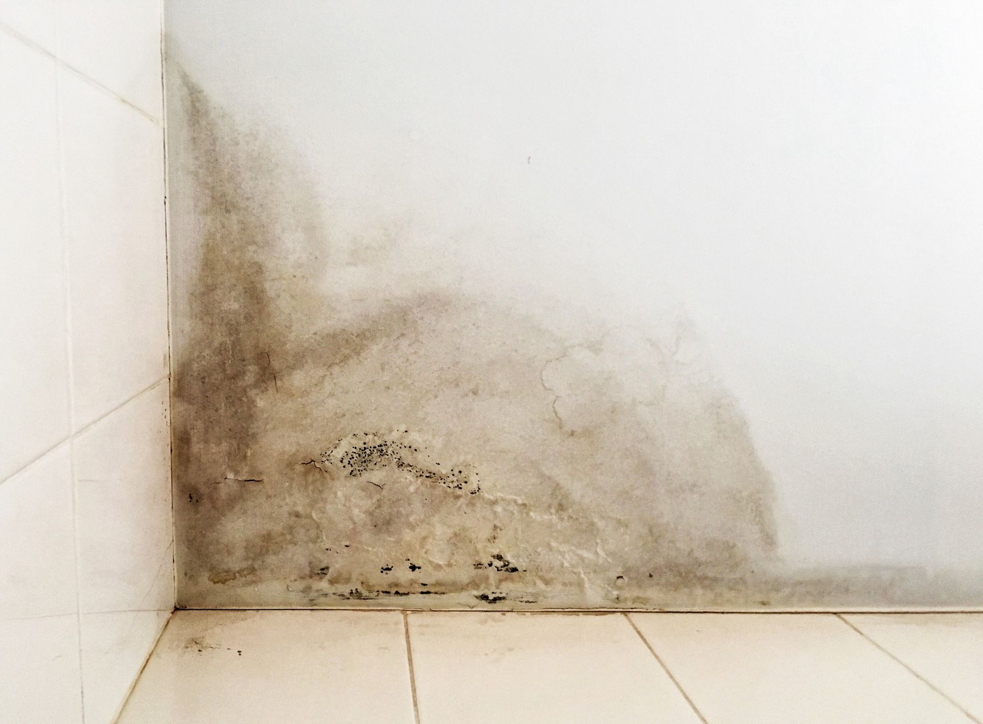 A corner of a wall with a lot of mould on it.