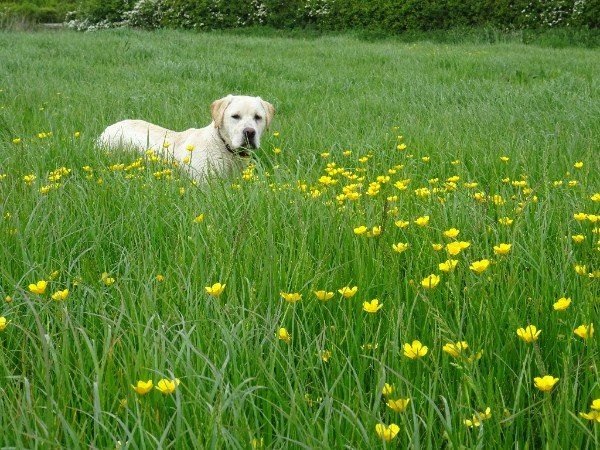 Labrador in a field of long grass with buttercups