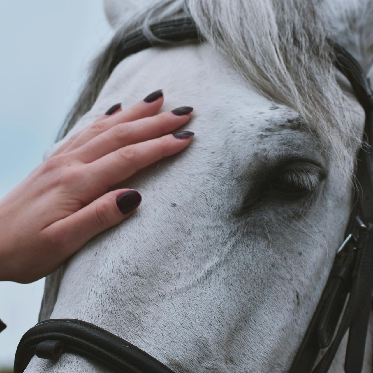 Grey Horses head being patted by a woman's hand 