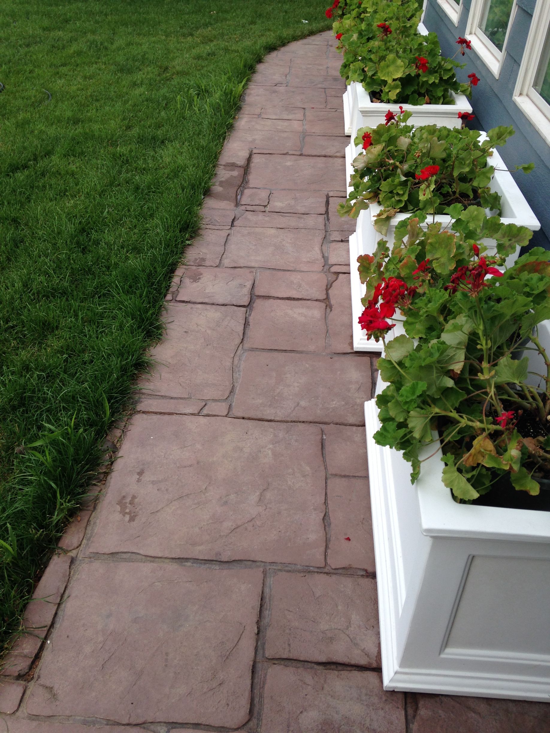 Stone path with white planters of red geraniums alongside a building. Green grass borders the path.