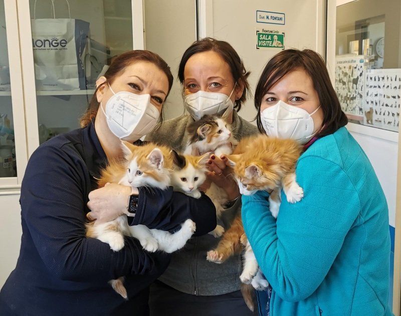 Veterinarie con gattini