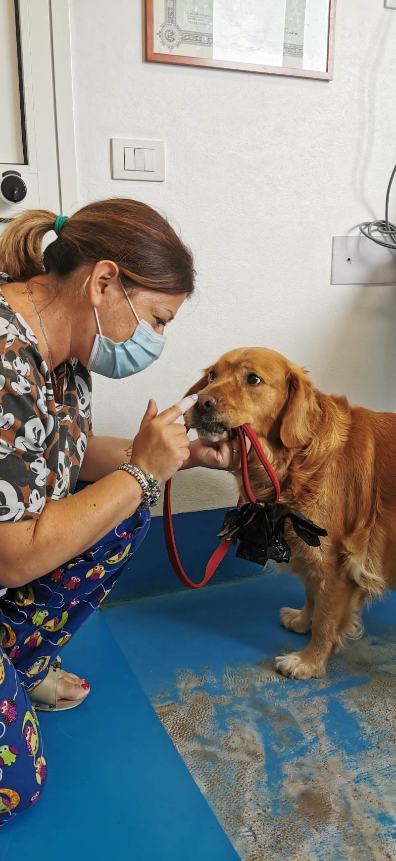 Cane dal veterinario