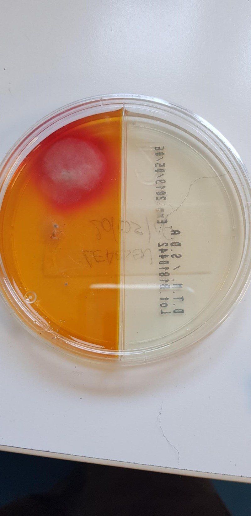 Campione per analisi