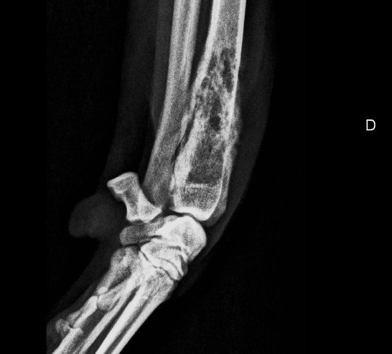 Radiografia veterinaria