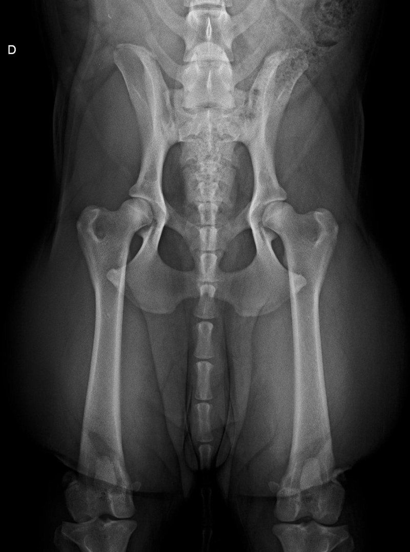 Radiografia scheletro