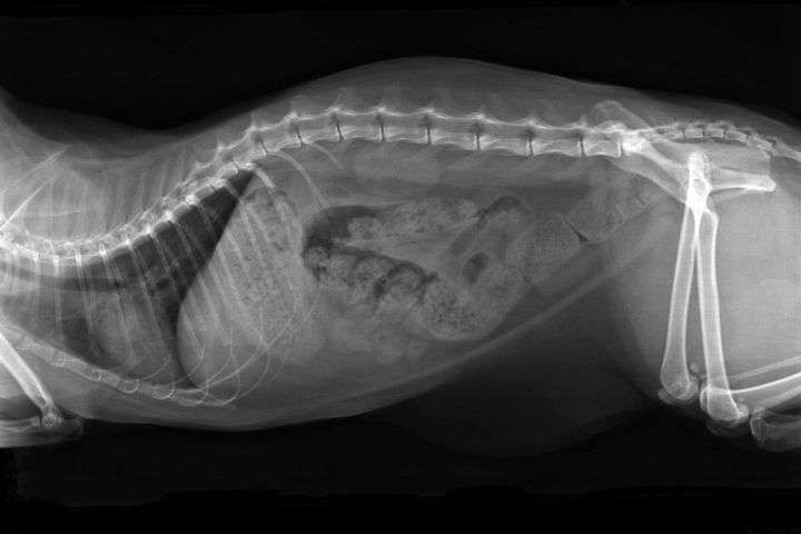 Radiografia animali