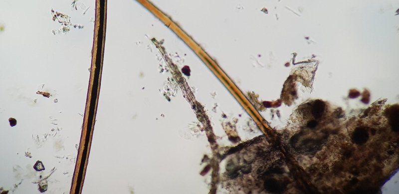 Analisi di laboratorio