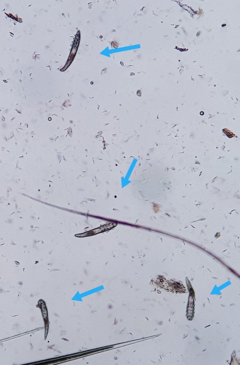 Analisi di laboratorio veterinario