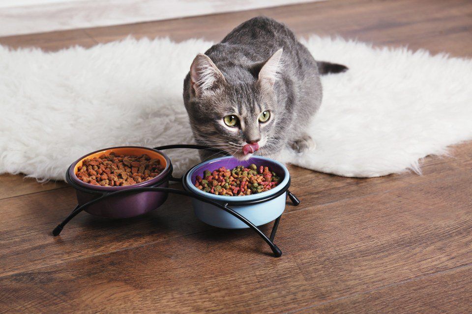 Alimentazione gatto