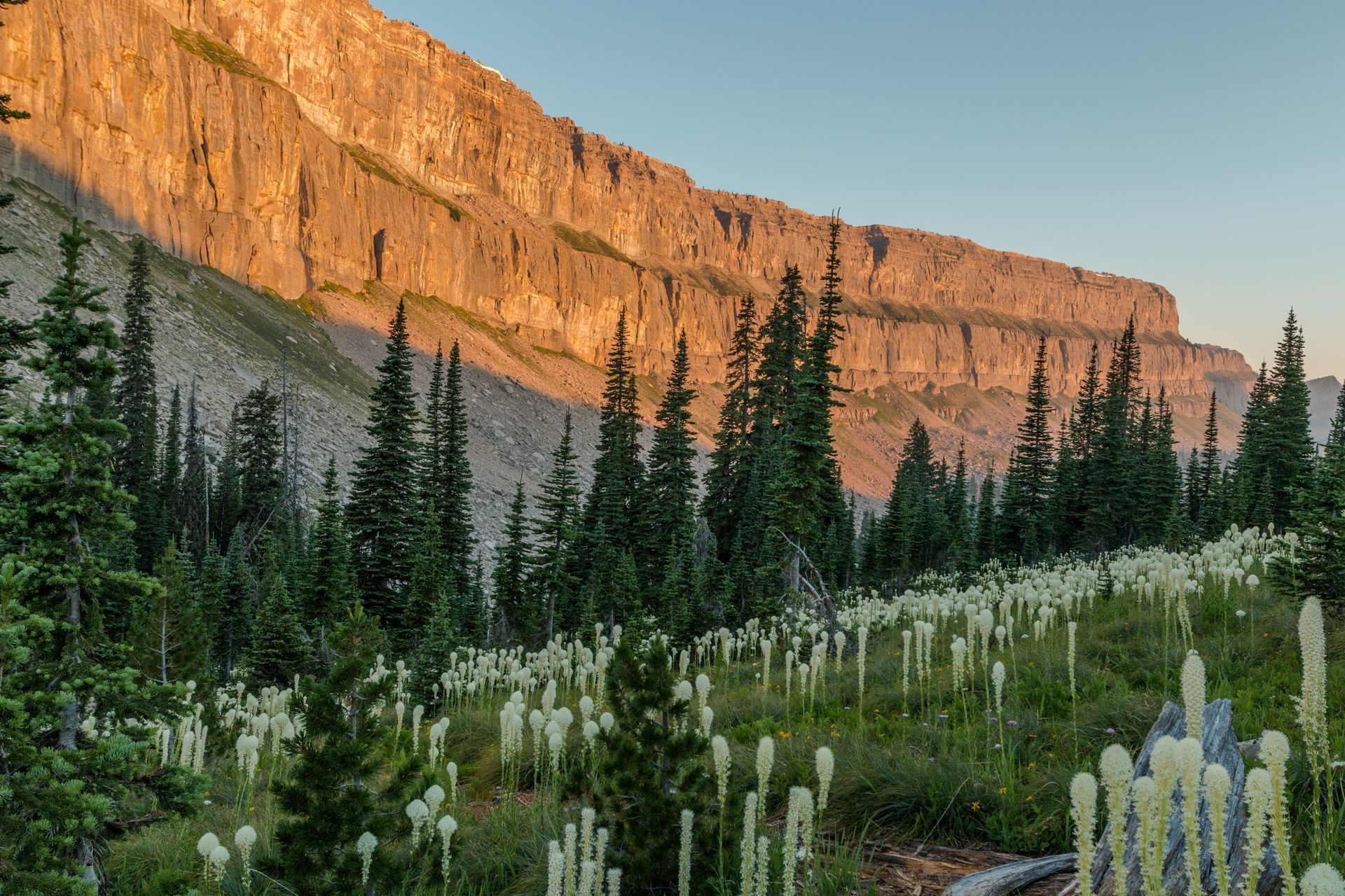 Sunlit mountain cliff overlooking a field of white flowers and evergreen trees.