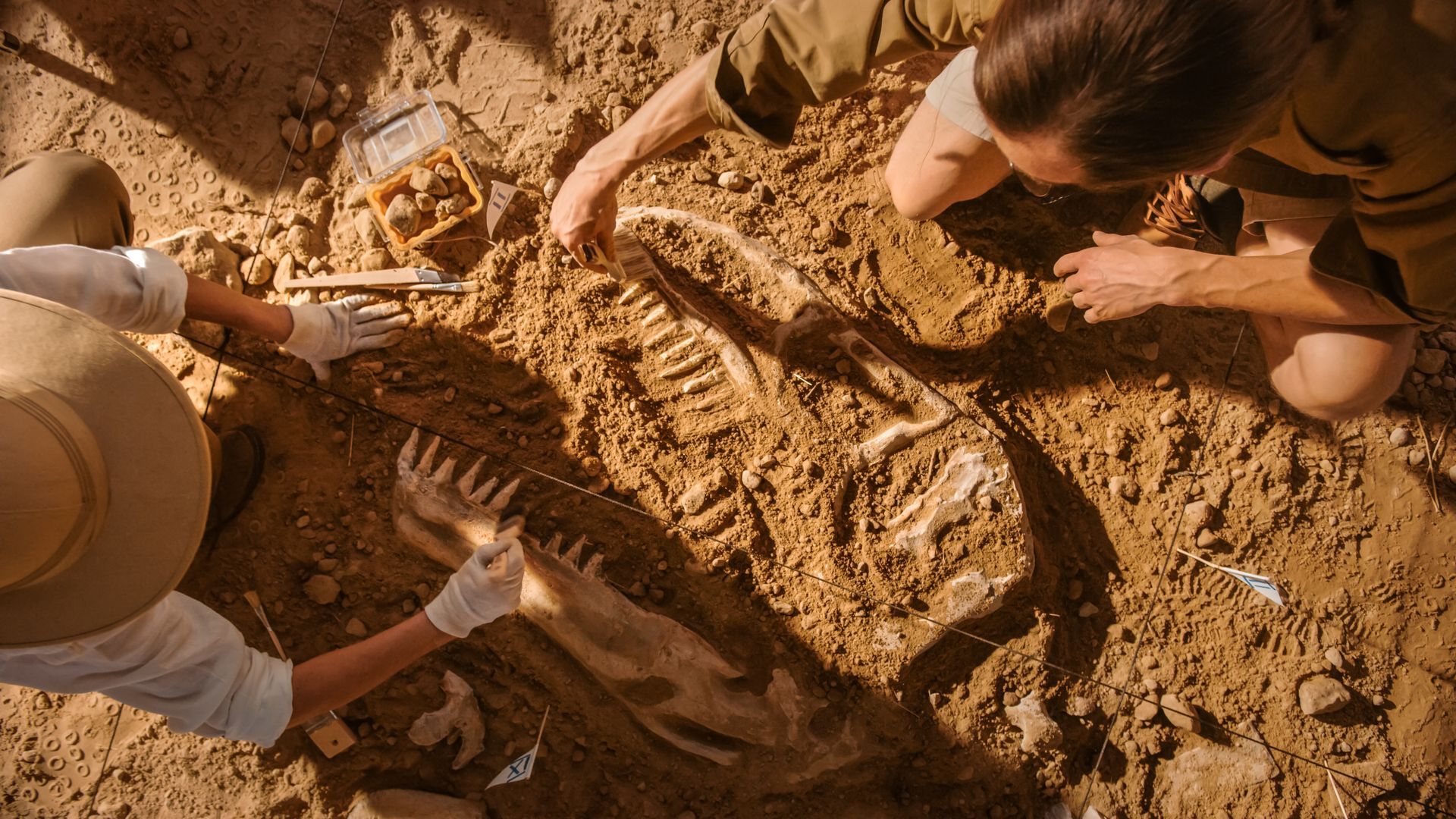 Paleontologists excavating dinosaur skeleton in desert. Hands, tools, and exposed bones in earth.