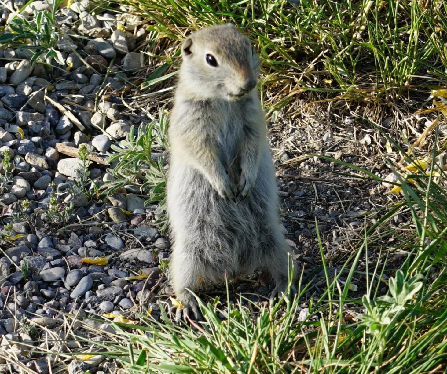 Ground squirrel standing upright on rocky ground, looking forward with attentive expression.
