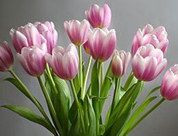 Order Flowers Pink Tulips