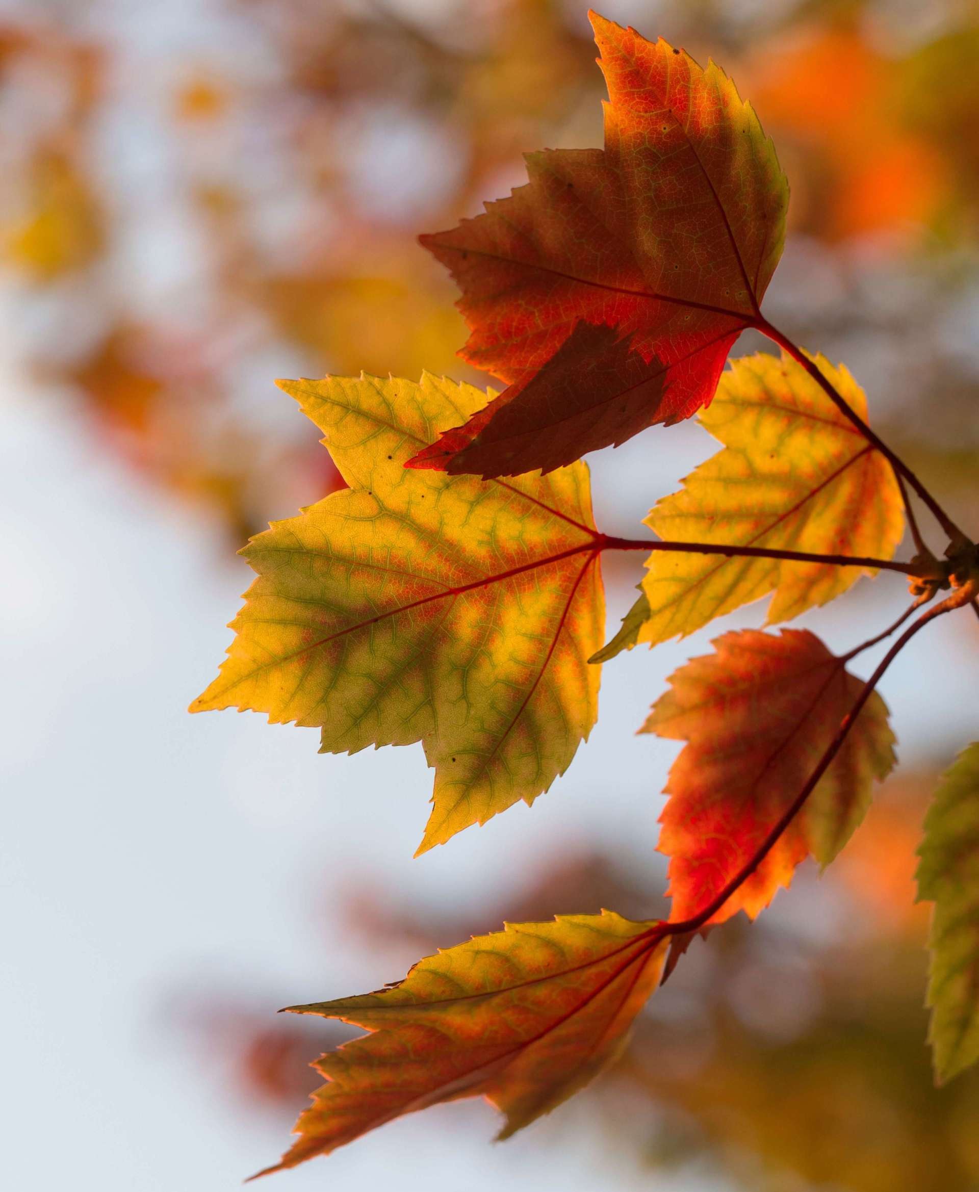 burial services in Niagara Falls leaves