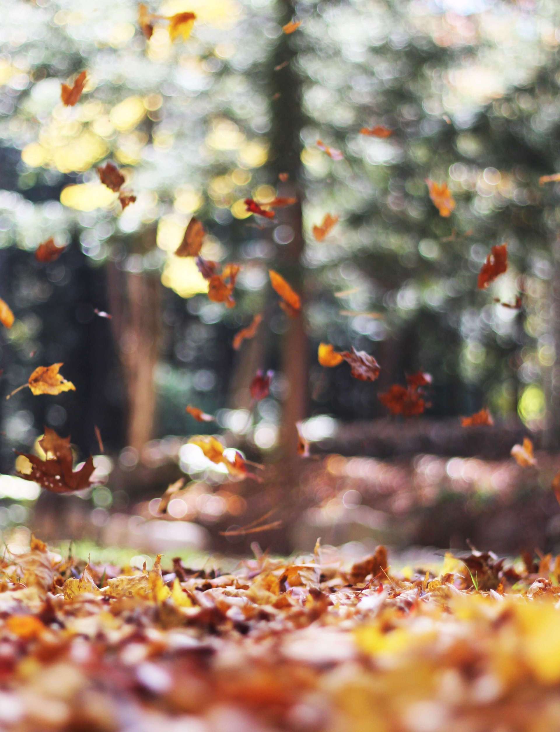 cremation services Niagara Falls falling leaves