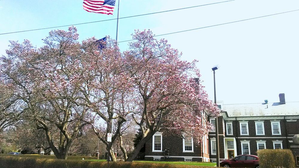 Insurance — House Behind Two Sakura Trees in York, PA