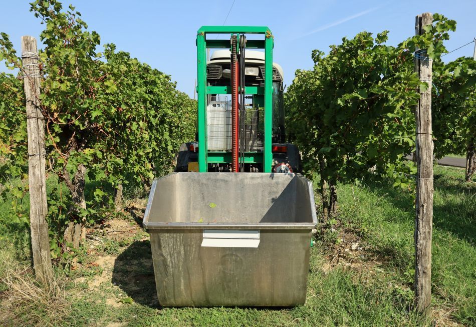 Grape harvester in vineyard, with large container. Green machine, grey bin. Rows of grape vines.