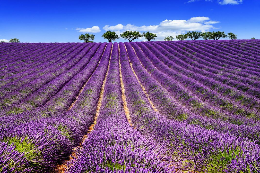 Provence's lavender fields