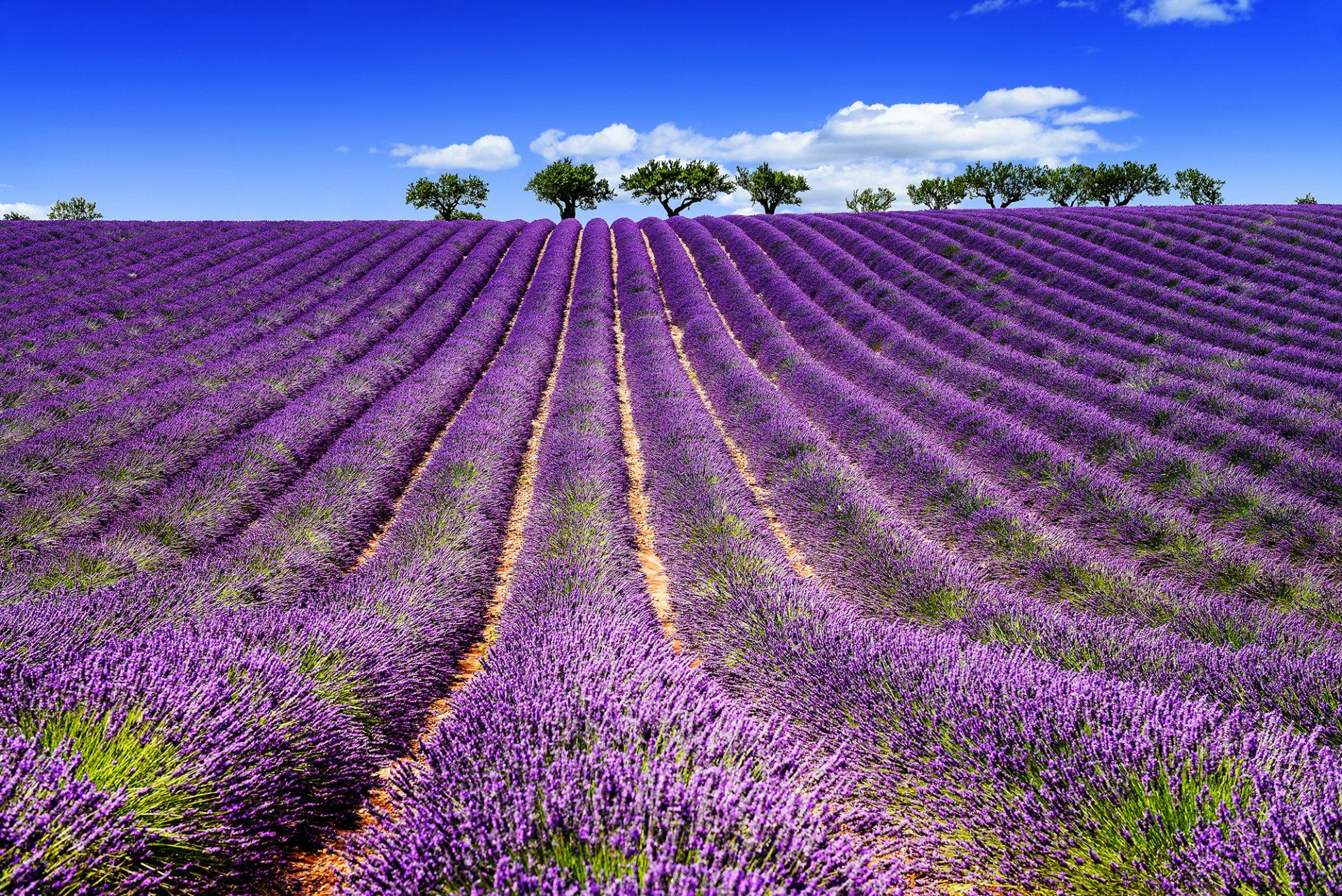 provenza campi di lavanda