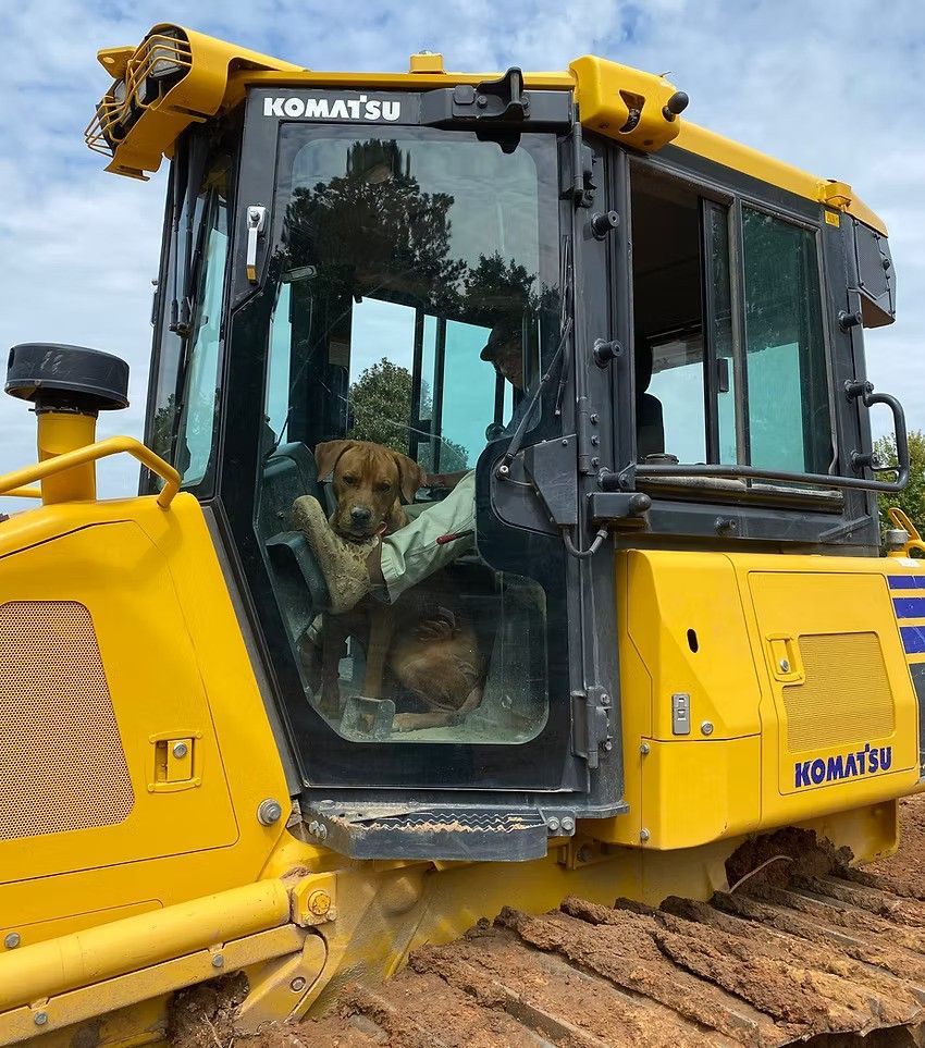 Dog in a Komatsu bulldozer cab, resting its paws on the controls; yellow machine on muddy ground.