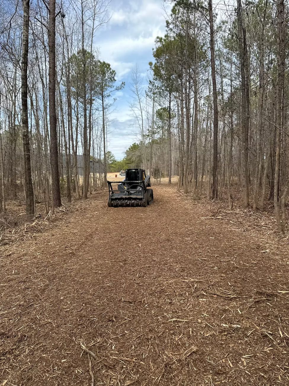 A mulching machine clears a path through a forest of tall, thin trees.
