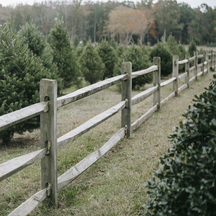 A wooden fence surrounds a field of christmas trees.