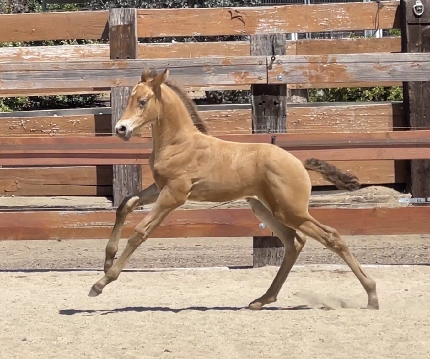 Breeding Andalusian Horses/Murrieta, CA