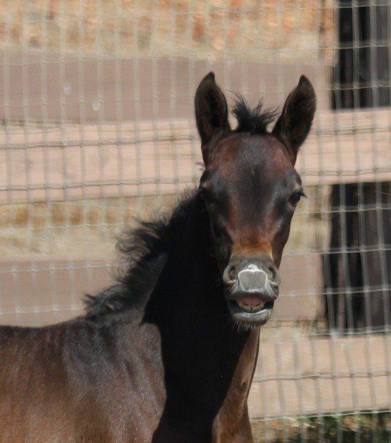 Horse Breeders Murrieta, CA