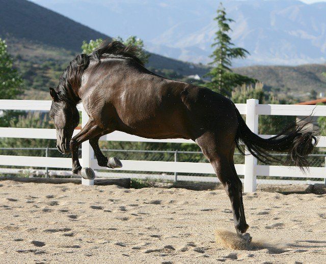 Horse Breeders Murrieta, CA