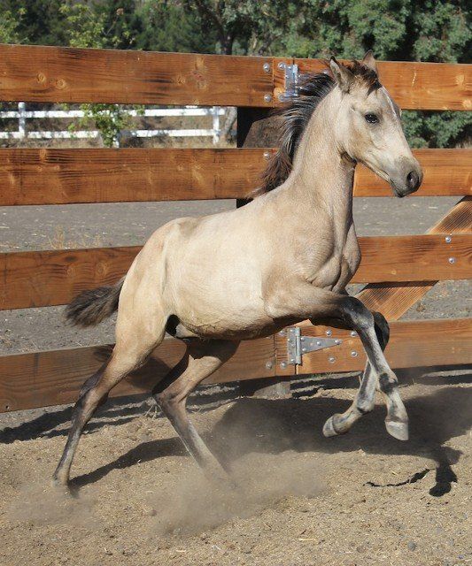 Horse Breeders Murrieta, CA