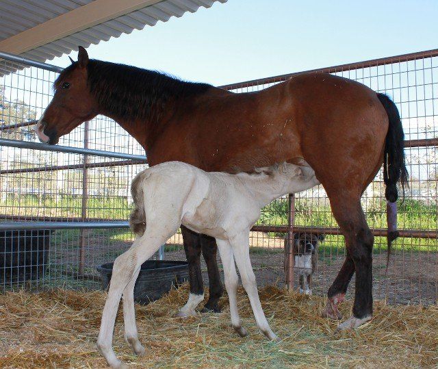 Horse Breeders Murrieta, CA