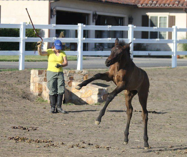 Horse Breeders Murrieta, CA
