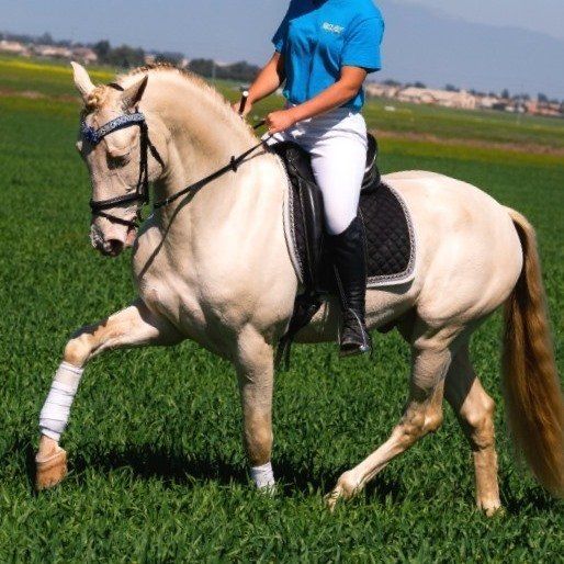 Horse Breeders Murrieta, CA