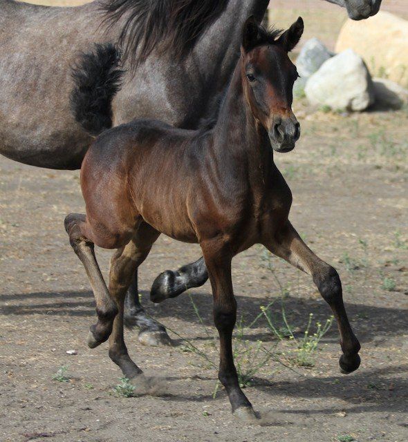 Horse Breeders Murrieta, CA