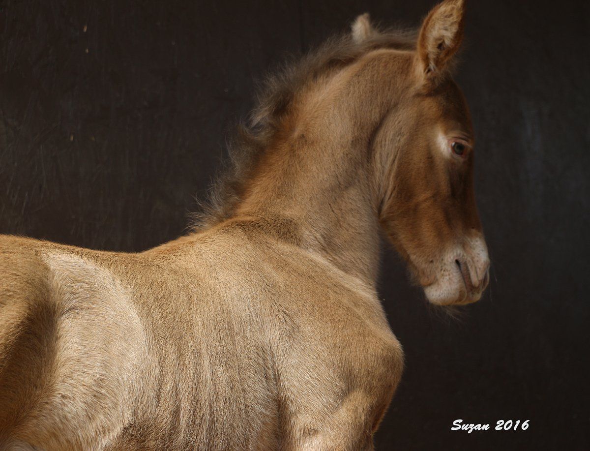 Horse Breeders Murrieta, CA