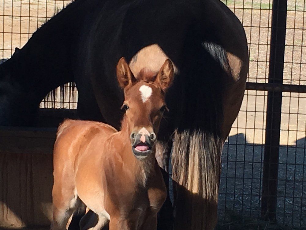 Horse Breeders Murrieta, CA