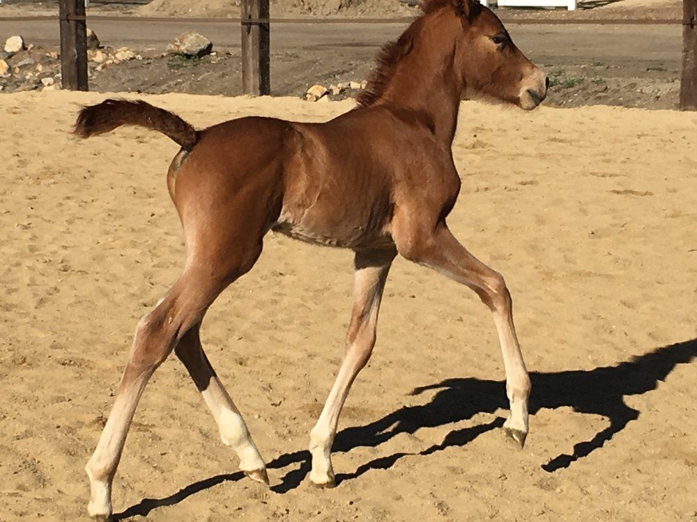 Horse Breeders Murrieta, CA