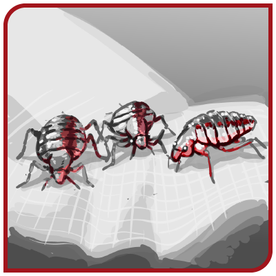 Trois punaises de lit rampent sur un morceau de papier.