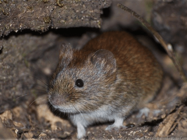 Une petite souris brune est assise dans la terre et regarde la caméra.