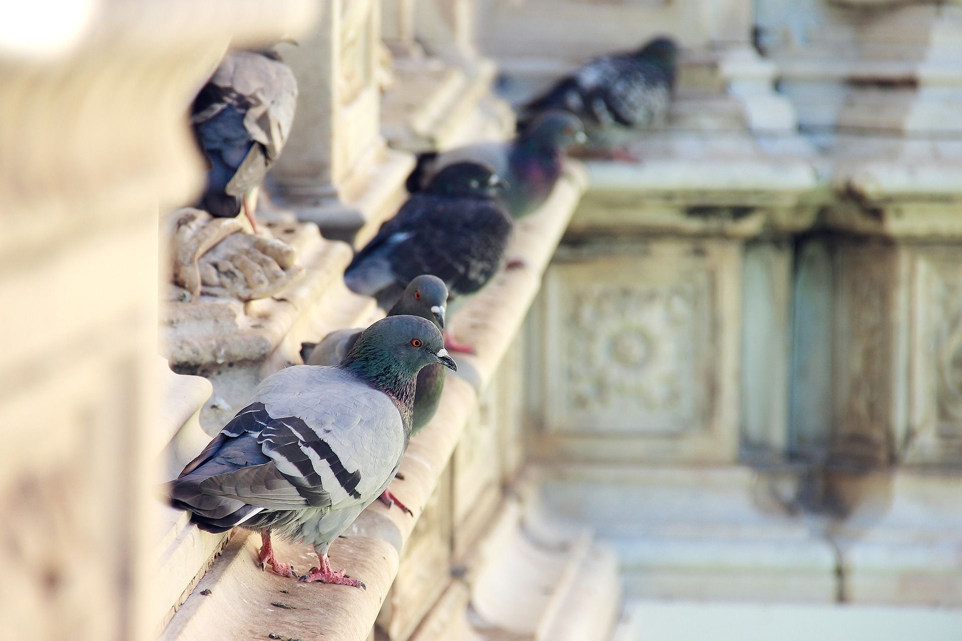 Un troupeau de pigeons perchés sur le rebord d'un bâtiment.