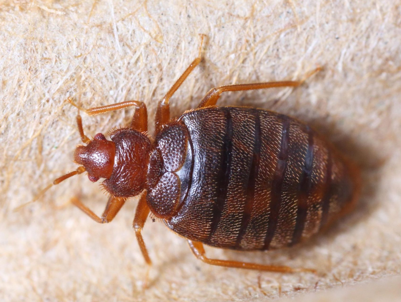 Infestation de punaises de lit en Seine et Marne : Faites appel à NGAN 77
