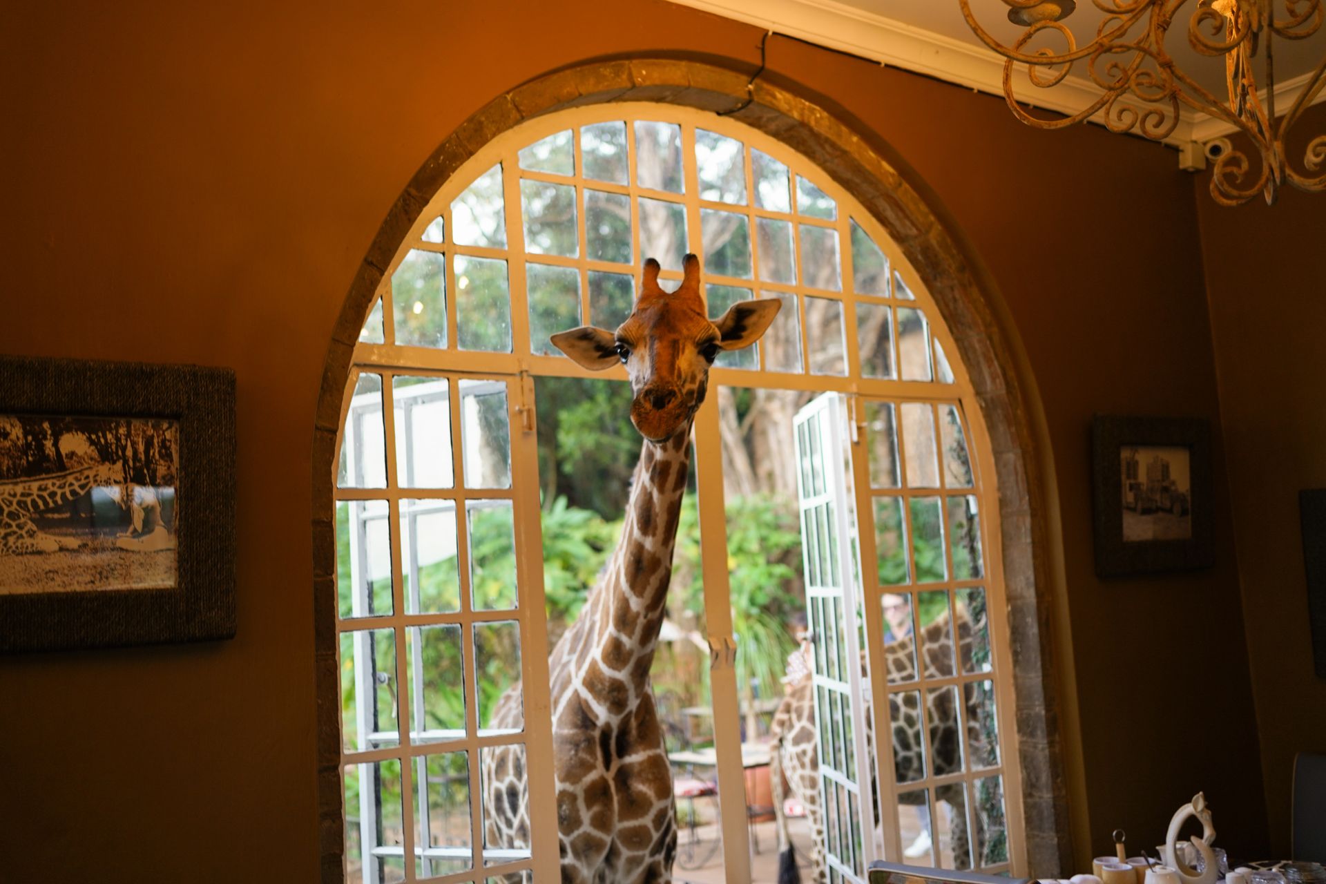 Giraffe at the Giraffe manor in Kenya