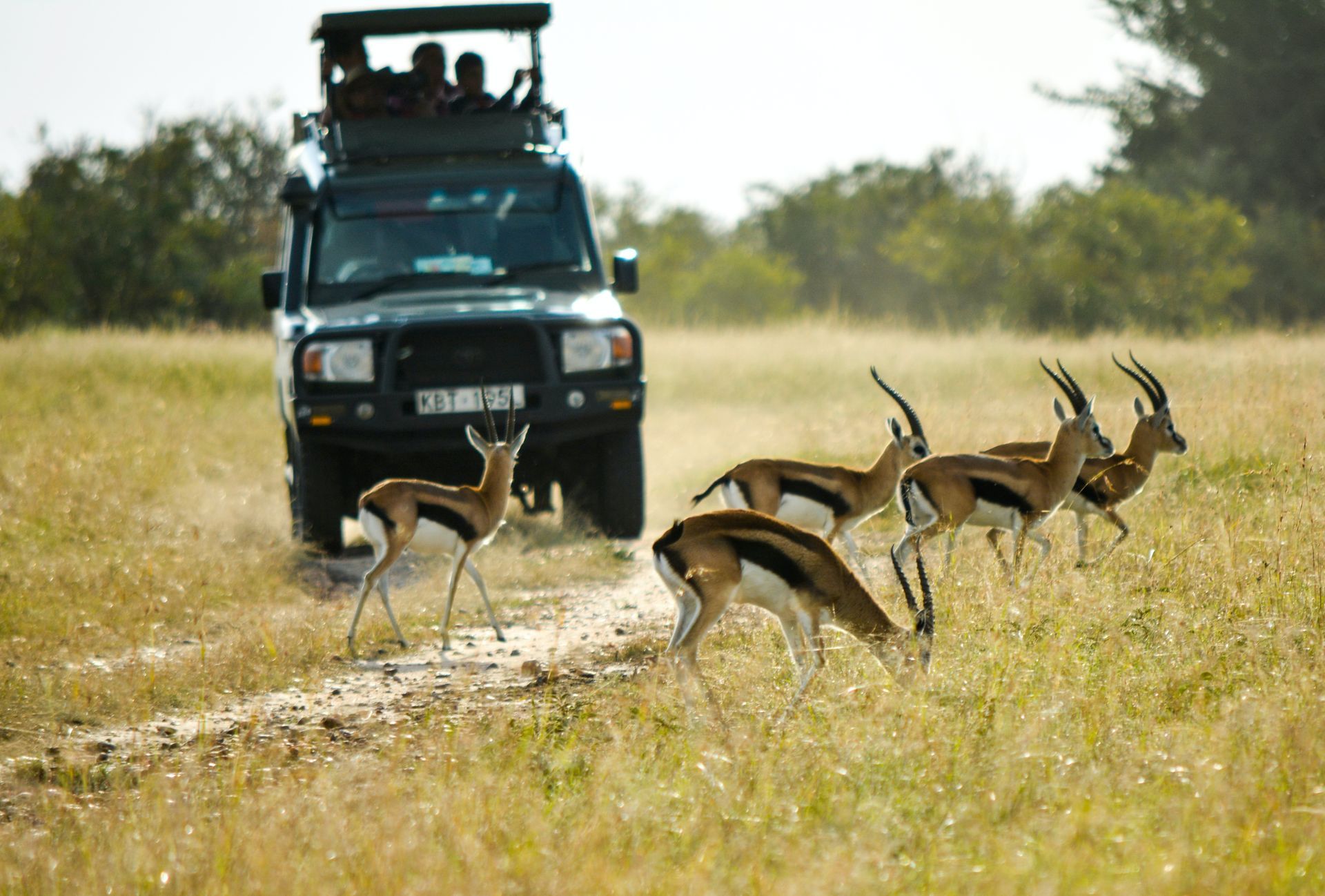 Game drive in Nairobi