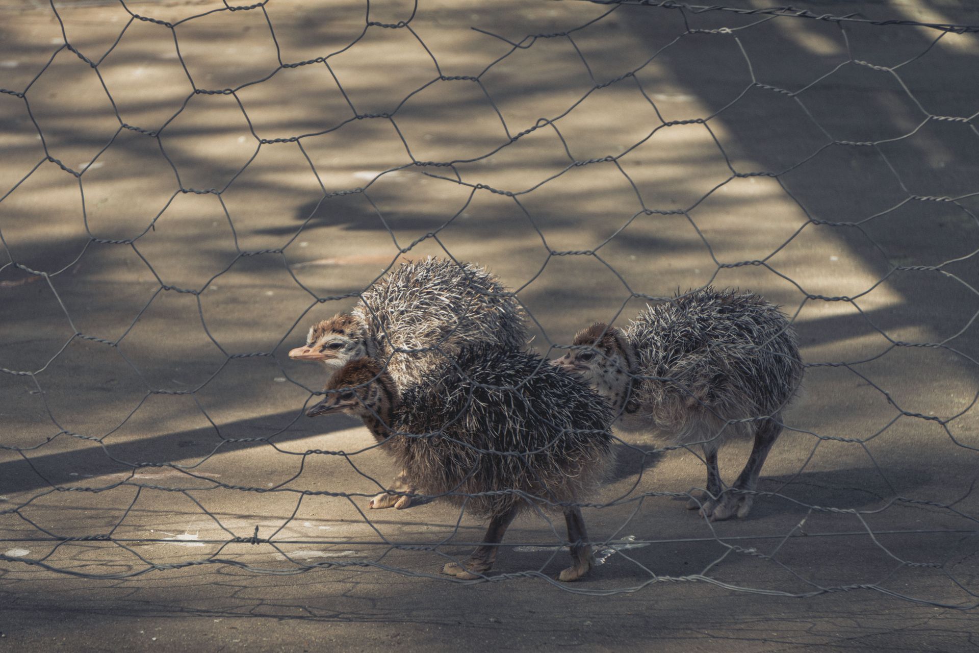 Straußenfarm Südafrika