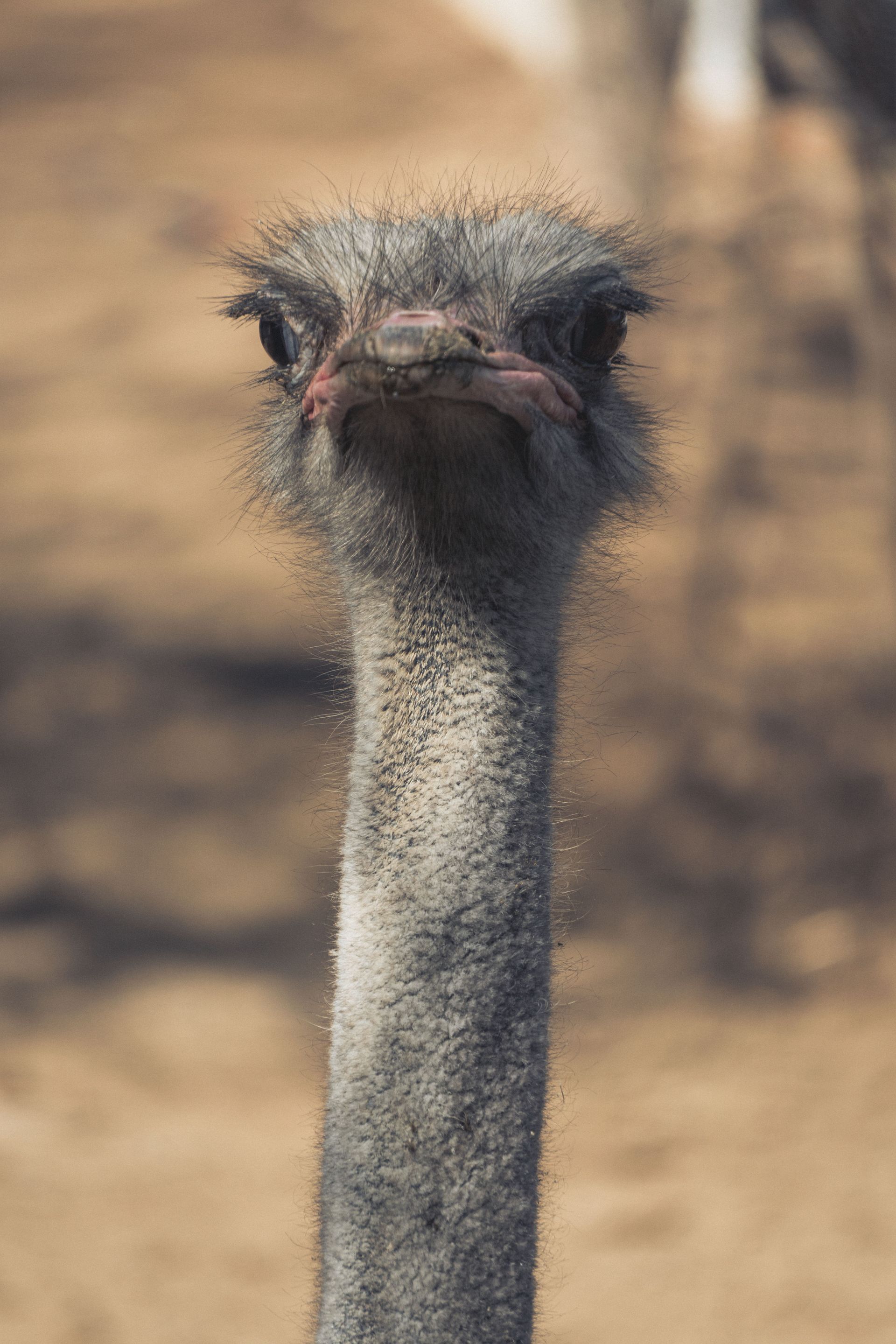 Straußenfarm Südafrika