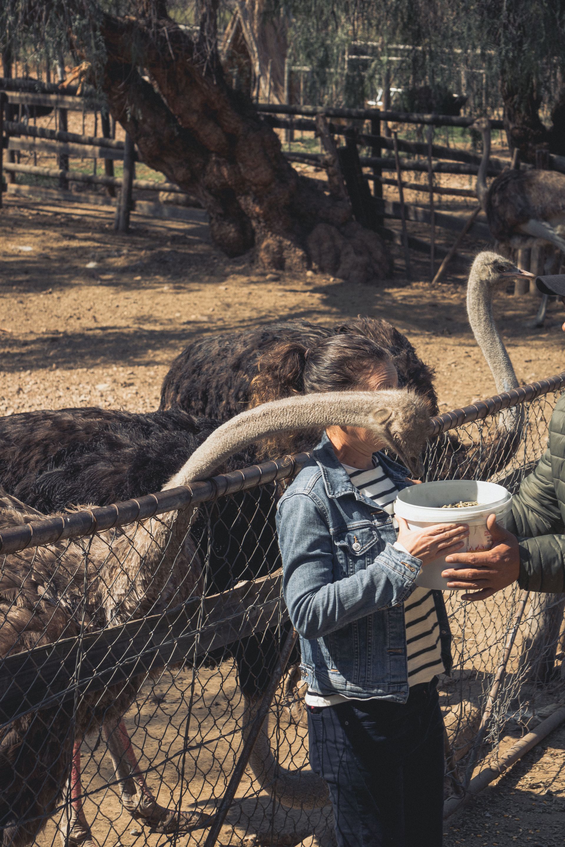 Straußenfarm Südafrika