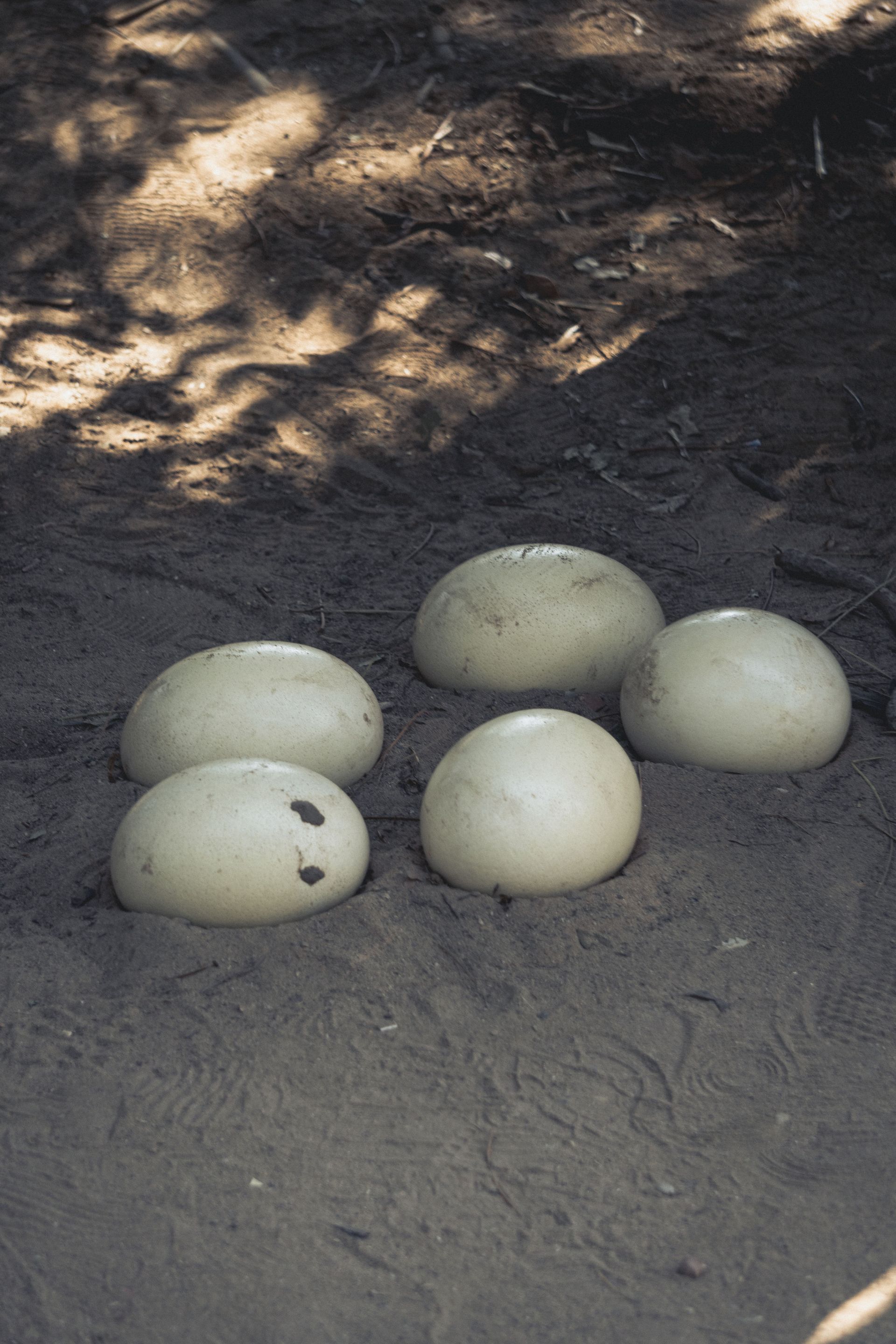 Straußenfarm Südafrika