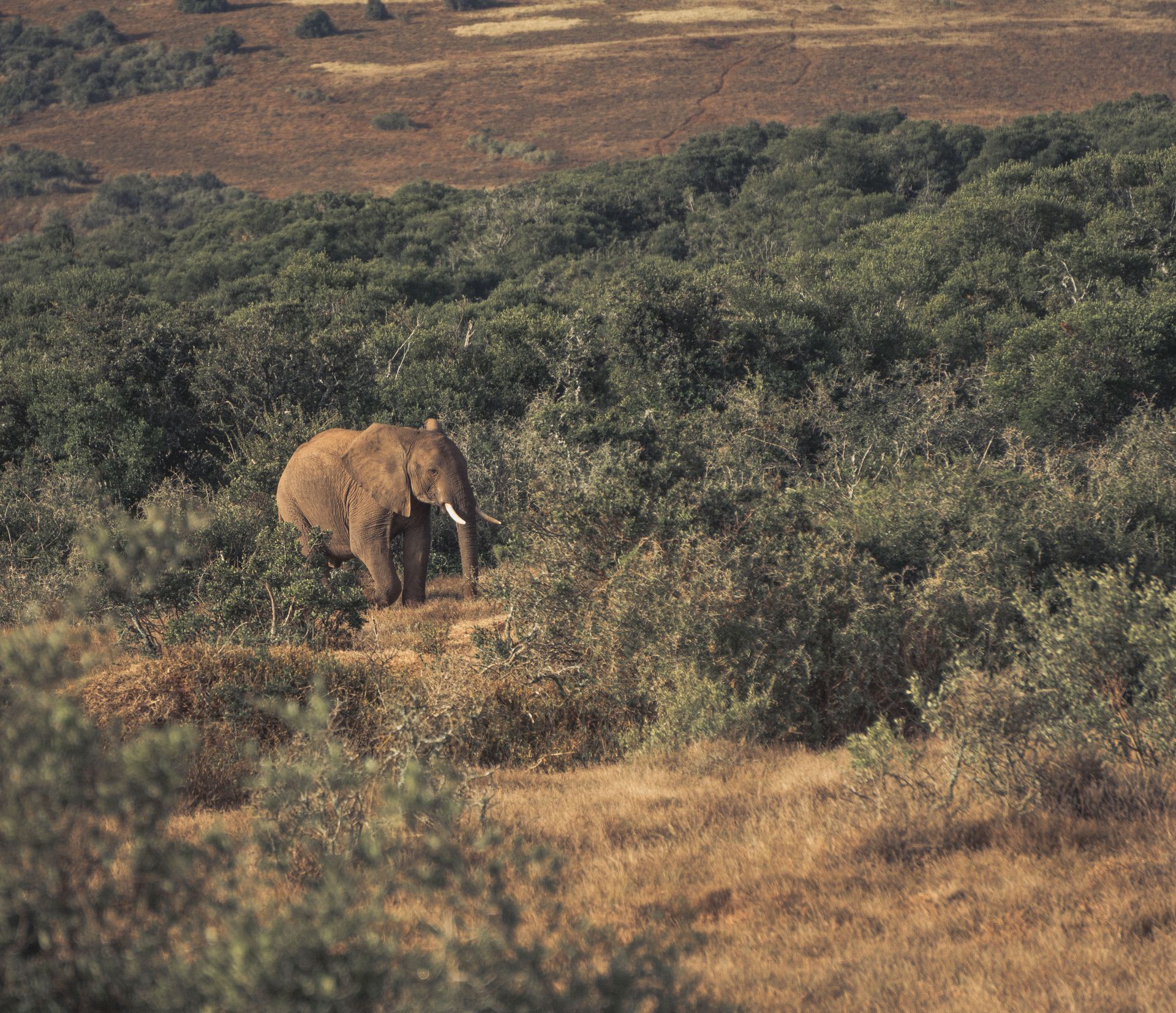 Addo Safaripark