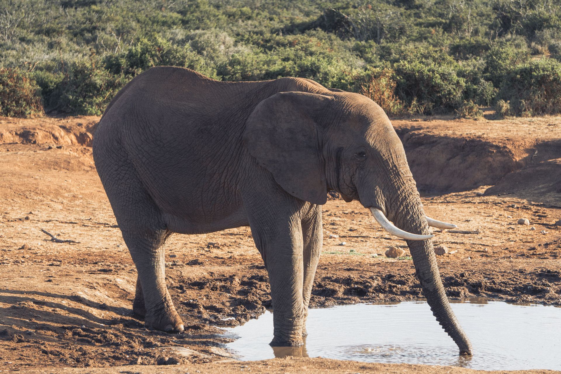 Addo Safaripark
