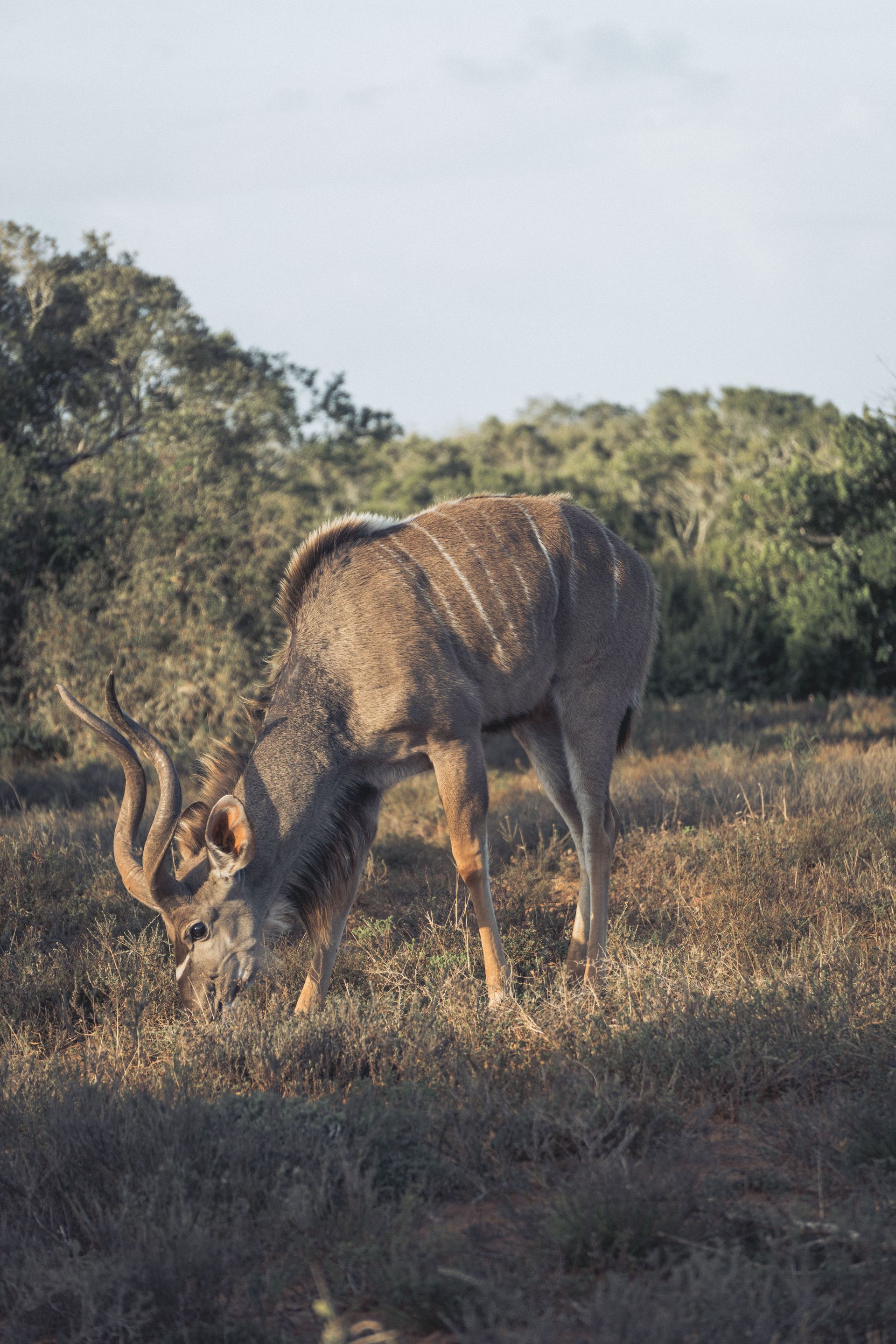 Addo Safaripark